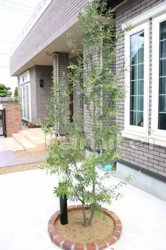 レンガ花壇　シンボルツリー　植栽/オリーブ