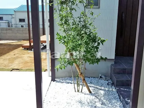 化粧砂利敷き 白玉 シンボルツリー 植栽