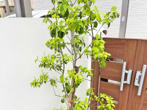 シンボルツリー ソヨゴ 常緑樹 植栽