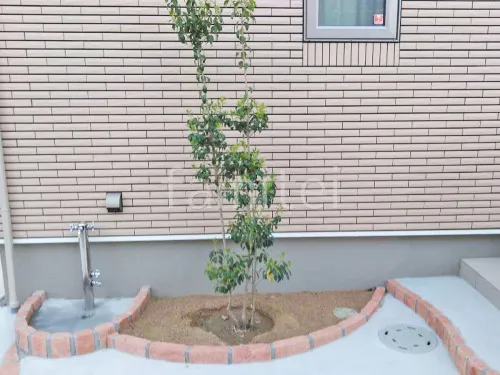 シンボルツリー ソヨゴ 常緑樹 植栽 レンガ花壇 ユニソン ソイルレンガ