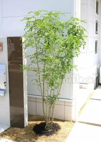 シンボルツリー　植栽/シマトネリコ　機能門柱　アプローチ