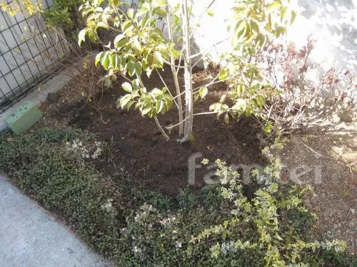 庭園管理　植栽シンボルツリー：ヤマボウシ（落葉樹）
