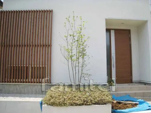 大阪市の植栽工事　シンボルツリー（エゴノキ）