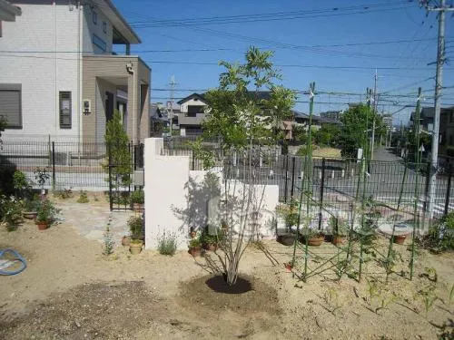 三田市の植栽工事　シンボルツリー（シマトネリコ）
