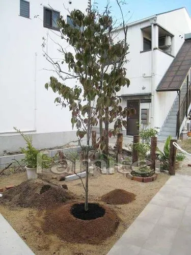 神戸市の植栽工事　シンボルツリー（ハナミズキ）