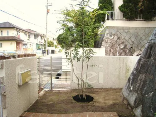 和泉市の植栽工事　シンボルツリー（シマトネリコ）
