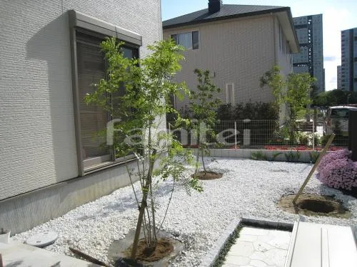芦屋市　植栽 シンボルツリー シマトネリコ ホンコンエンシス 常緑樹