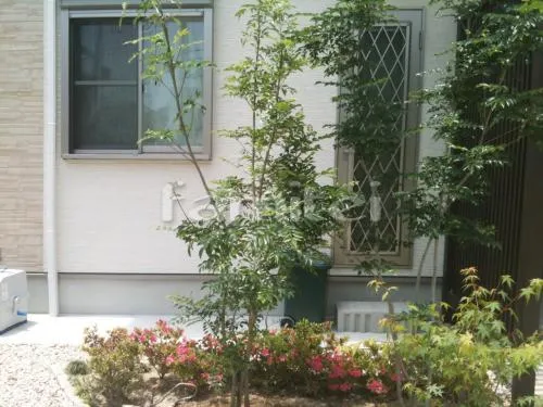 茨木市　植栽 シンボルツリー ホンコンエンシス 常緑樹　 シマトネリコ 