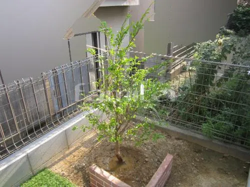 橿原市 植栽 シンボルツリー 常緑シマトネリコ