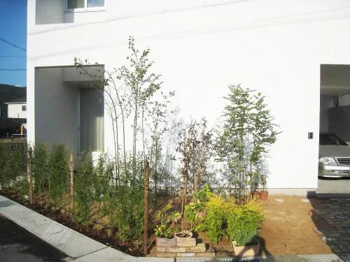 姫路市 シンボルツリー 植栽 常緑シマトネリコ 落葉エゴノキ