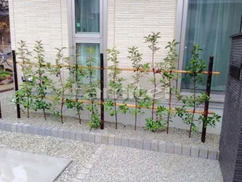 大和高田市 植栽植え込み工事 生垣 レッドロビン 常緑低木