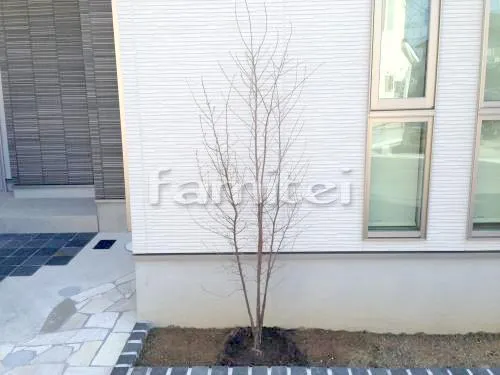 京田辺市 植栽工事 シンボルツリー エゴノキ 落葉樹 植栽