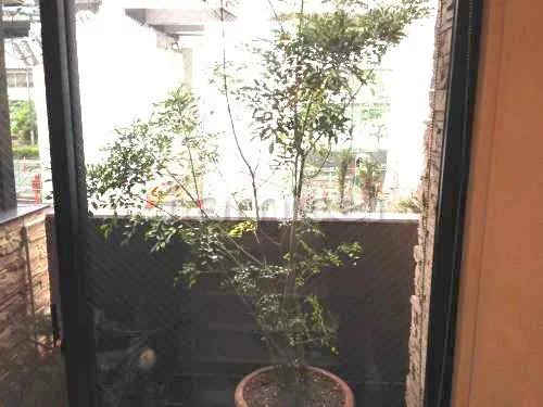大阪市港区 シンボルツリー シマトネリコ 常緑樹 植栽