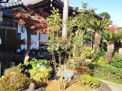 生駒市 エクステリア工事 シンボルツリー シマトネリコ 常緑樹 植栽