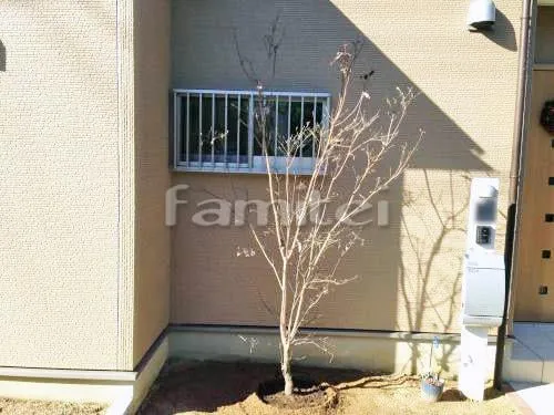 八尾市 エクステリア工事 シンボルツリー ハナミズキ(白) 落葉樹 植栽