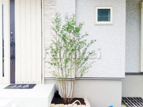 神戸市須磨区 エクステリア工事 シンボルツリー エゴノキ 落葉樹 植栽