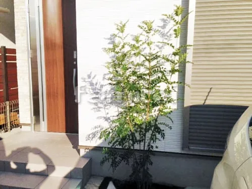 京田辺市 エクステリア工事 シンボルツリー シマトネリコ 常緑樹 植栽