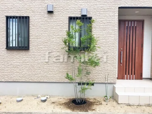 明石市 シンボルツリー シマトネリコ 常緑樹 植栽