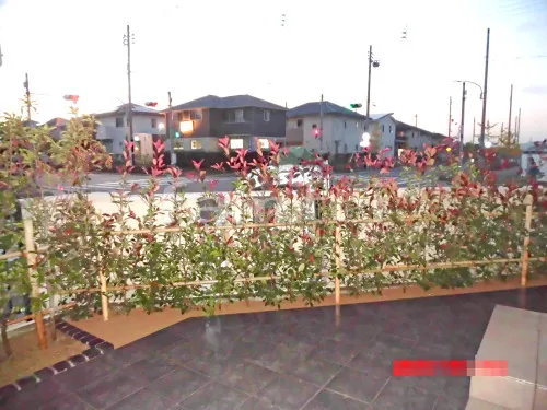 神戸市西区 植栽工事 生垣 レッドロビン 常緑低木 植栽