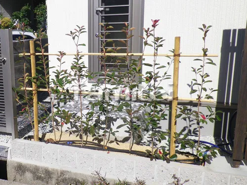 池田市 新築シンプル オープン外構 アプローチ カーポート2台 目隠しフェンス 生垣