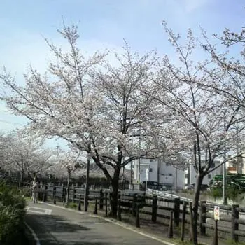 大阪　外構　春の花