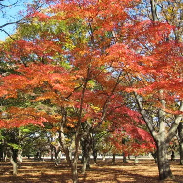 和歌山　岩出市　家でも紅葉を楽しめる樹のご紹介です♪