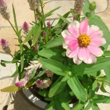 Q,植木や芝に頻繁に水やりしなくちゃだめ？