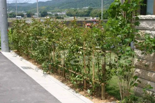 生垣 レッドロビン