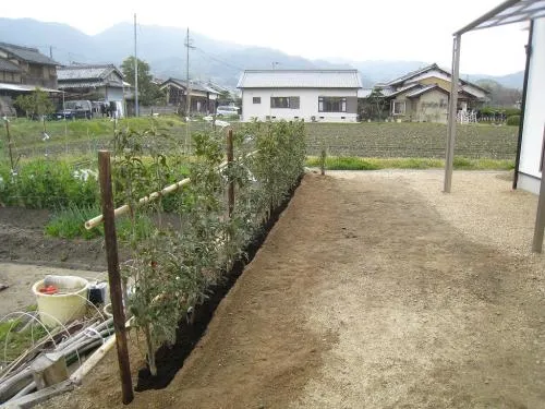 生垣　キンモクセイ