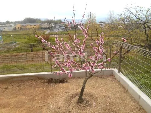 シンボルツリー モモ 落葉樹 植栽