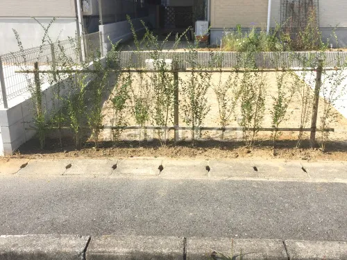 生垣 プリペット 常緑低木 植栽