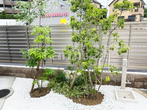 シンボルツリー シラカシ 常緑樹 植栽