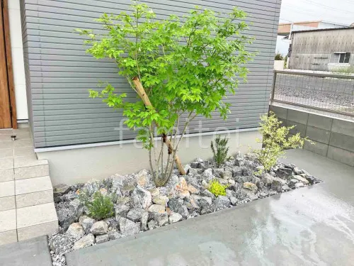 シンボルツリー 落葉樹 アオダモ 植栽