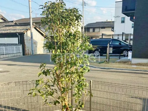 シンボルツリー キンモクセイ 常緑樹 植栽