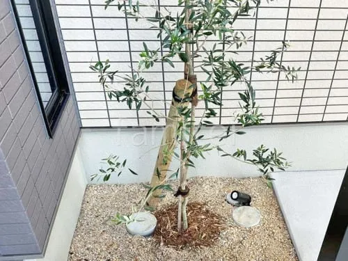 シンボルツリー オリーブ 常緑樹 植栽