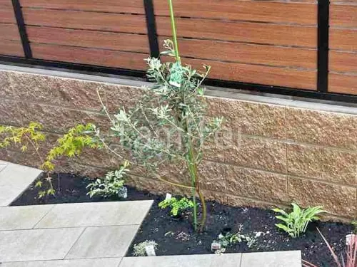 シンボルツリー オリーブ 常緑樹 植栽