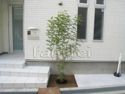 シンボルツリー　シマトネリコ(常緑樹)　
