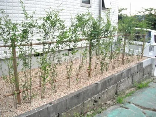 生垣 プリペット 常緑低木 植栽