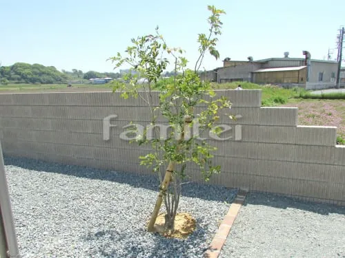 植栽 シンボルツリー シマトネリコ 常緑樹 バラス砕石 防草シート加工
