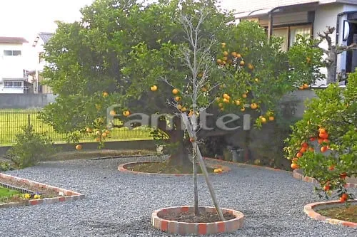シンボルツリー ハナミズキ 落葉樹 植栽 レンガ花壇 ユニソン ソイルレンガ
