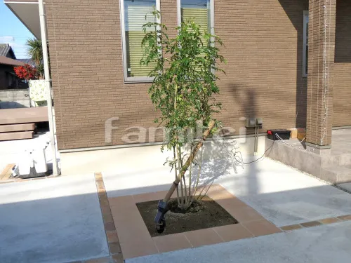 シンボルツリー シマトネリコ 常緑樹 植栽 床タイル貼り LIXILリクシル グレイスランド300角 GRL-15