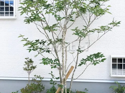 シンボルツリー アオダモ 落葉樹 植栽