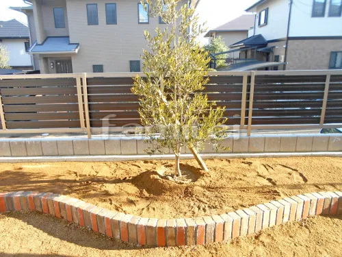 シンボルツリー オリーブ 常緑樹 植栽 レンガ花壇 カーブ曲線デザイン