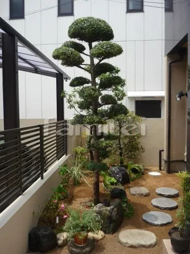 植栽　マキ移植