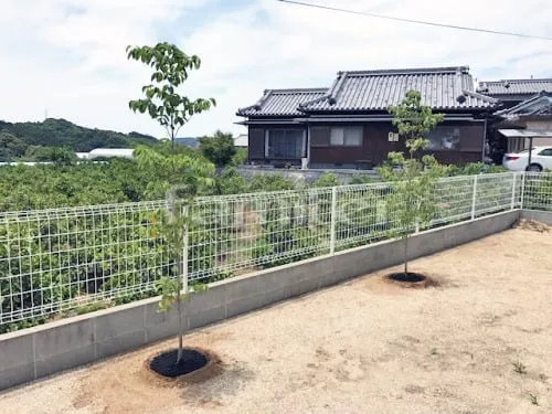 シンボルツリー ハナミズキ(白) 落葉樹 植栽