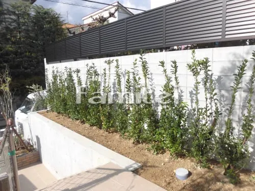 生垣 マサキ 常緑低木 植栽