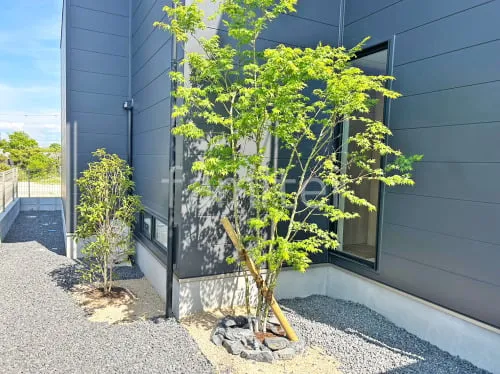 シンボルツリー イロハモミジ 落葉樹 植栽