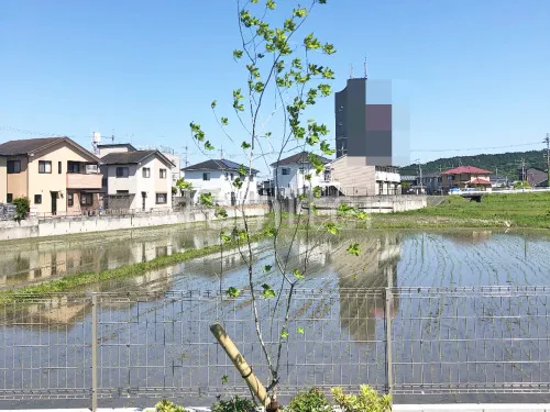 シンボルツリー アオダモ