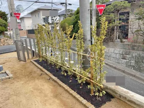 生垣 キフクリンマサキ 植栽