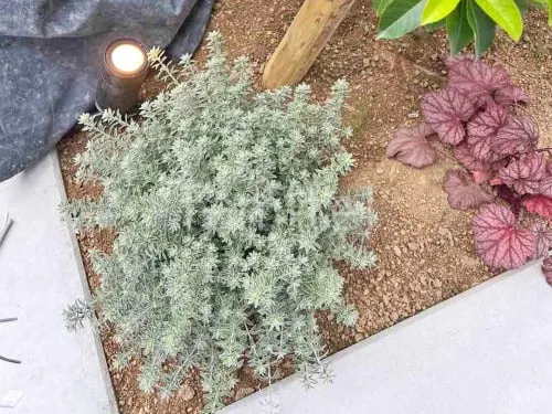 下草 植栽